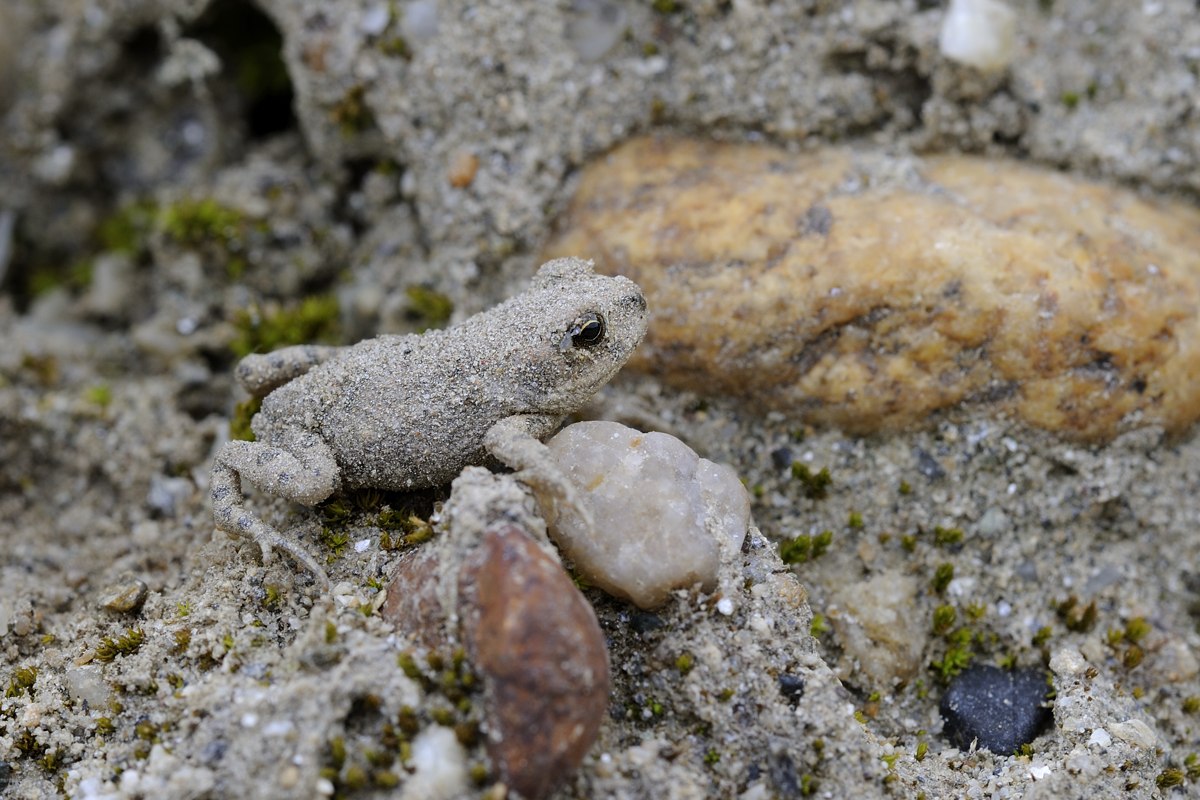 Aiuto ID - Bufotes balearicus juv.